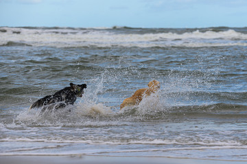 Hunde am Meer
