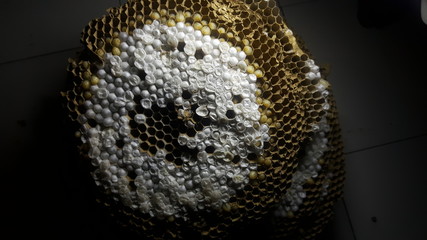 neatly shaped round bee house seen from above