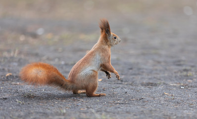 Squirrel in the park