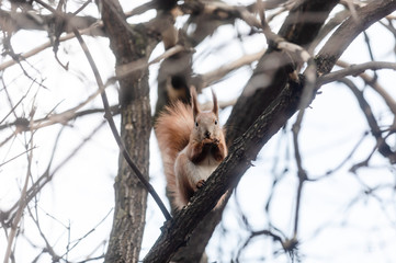 Squirrel in the park