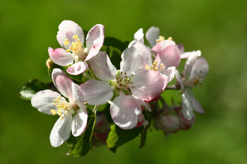 Fresh gentle flowers of an apple-tree with an easy pink raid on white petals decorate a branch of...