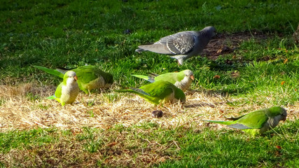 Parrots on the grass