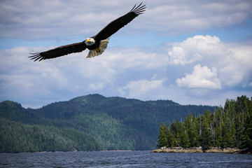 Ketchikan Eagle