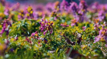Obraz premium flowers of spring fumewort. Corydalis solida