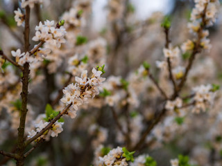 Blooming daphne mezereum . Beautiful mezereon blossoms in spring. Branch with white flowers of...