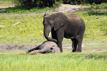 Elefant