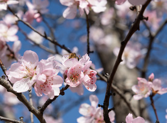 Branches of flowering fruit trees and a bee in a flower against a blue sky. Spring background