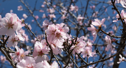 flowers of fruit trees on a background of blue sky. Branches of flowering trees