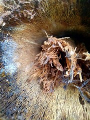 Close up wooden natural texture background. Old wood texture for add text, quotes or work design for backdrop product.