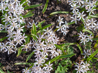 Scilla bifolia rosea, Rosy squill