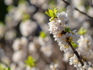 Blooming daphne mezereum . Beautiful mezereon blossoms in spring. Branch with white flowers of mezereum, mezereon, spurge laurel or spurge olive.