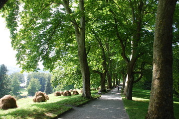 Insel Mainau - Die Blumeninsel im Bodensee © hajo100