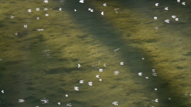 Swarm of mayflies / up-winged flies flying over water of pond / stream in spring