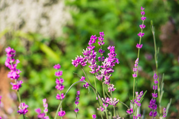 Purple flowers in the garden on a sunny day