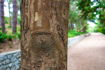 Tree trunk close-up. The bark on the tree looks like a human eye.