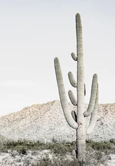 Selbstklebende Fototapete Sandige Wüste Moderne Wohnkultur der Südwest-Wüsten-Kakteen