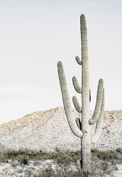 Southwest Desert Cacti Modern Home Decor 