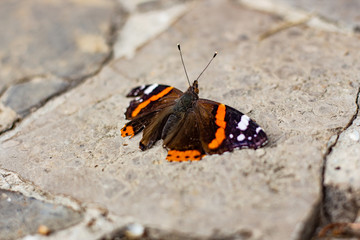 Fototapeta na wymiar Bright butterfly on the asphalt