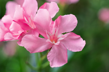Pink oleander flowers close up on a green background.