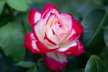 Pink rose in the garden