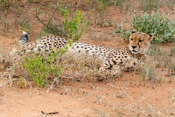 Gepard © Peter