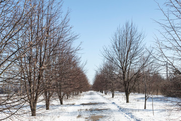 Winter clear day. Snowy long alley.