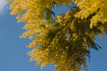 Flowered mimosa and blue sky in spring