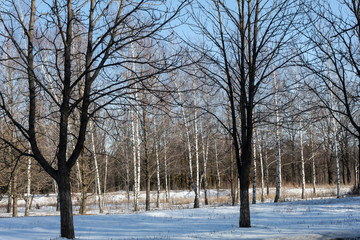 Winter sunny day. Birch trees stand in the background of white snow.