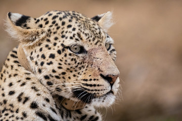 Leopard