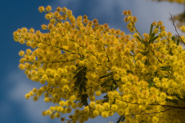 Fototapeta premium Flowered mimosa and cloudy sky in spring