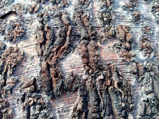 Close up wooden natural texture background. Old wood texture for add text, quotes or work design for backdrop product.