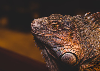 Macro Close up of Iguana, Iguana is a genus of herbivorous lizards that are native to tropical areas of Mexico, Central America, South America, and the Caribbean