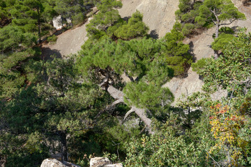 Pine tree on Sokol mountain near Novy Svet, Crimea, Russia.