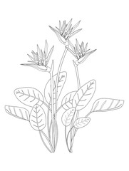 strelitzia flowers. isolated black and white outline drawing by hand.