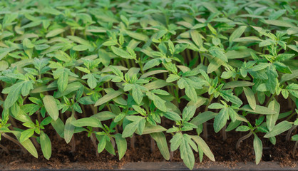Seedlings of tomatoes from seeds in the greenhouse, soil. Agriculture , agribusiness, environmental consumption, vegan, horticulture, organic ecological environmen, agricultural business concept