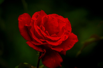 Dortmund Zechensiedlung Stilleben 