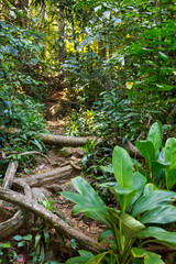 Pfad durch den Dschungel