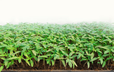 Seedlings of tomatoes from seeds in the greenhouse, soil. Agriculture , agribusiness, environmental consumption, vegan, horticulture, organic ecological environmen, agricultural business concept