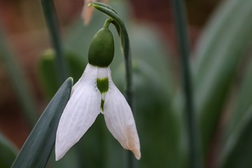 Nahaufnahme einer Blüte des Schneeglöckchen