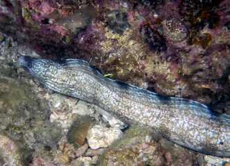 Enigmatic Moray Eel (Gymnothorax enigmaticus)