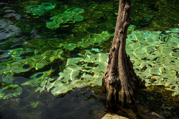 Quintana Roo,  Riviera Maya / Mexico - Apr 2017 The Cenote Azul 