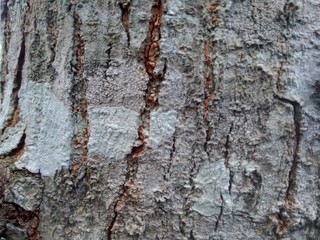 Close up wooden natural texture background. Old wood texture for add text, quotes or work design for backdrop product.