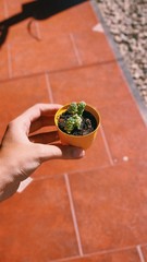 hands holding a plant