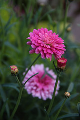 Obraz premium SW - FLORES 28