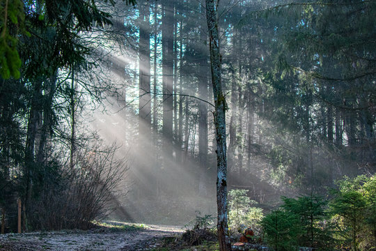 for&ecirc;t, bois