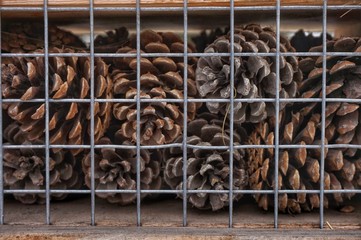 Pine cones stacked behind bars