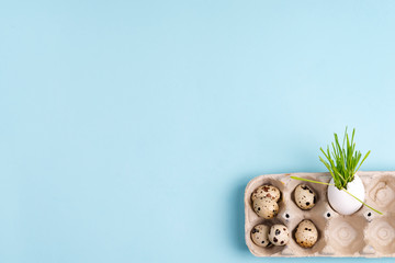 Easter grass growing in egg shell and quail eggs on a blue background. Eco concept