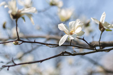 Beautiful white magnolia flowers on a tree with blue sky.