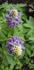 blue lupine flowers in the garden
