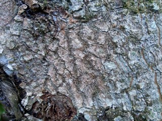 Close up wooden natural texture background. Old wood texture for add text, quotes or work design for backdrop product.